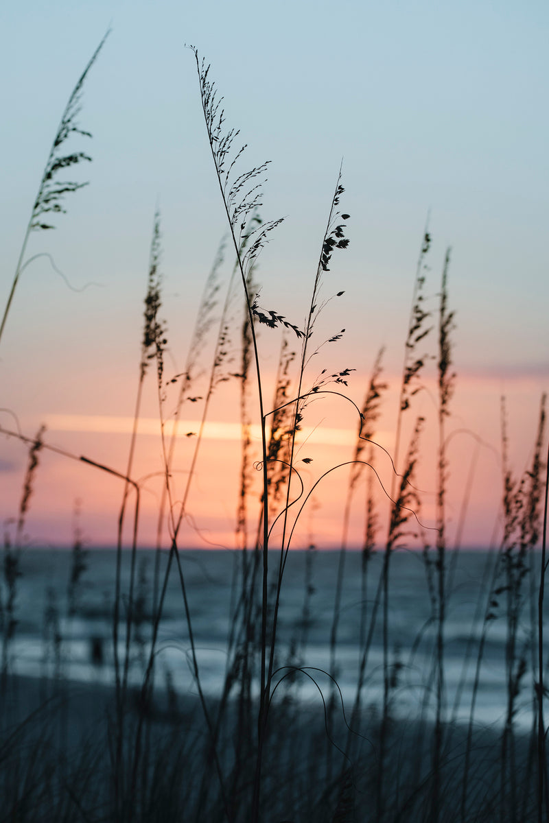 Sea Oats