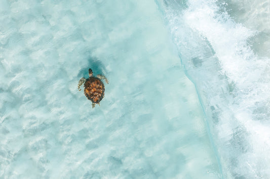 Freedom Beneath the Waves