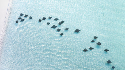 Devil Rays