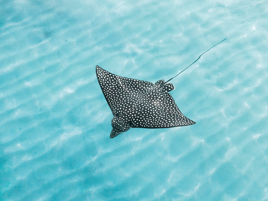 Eagle Ray