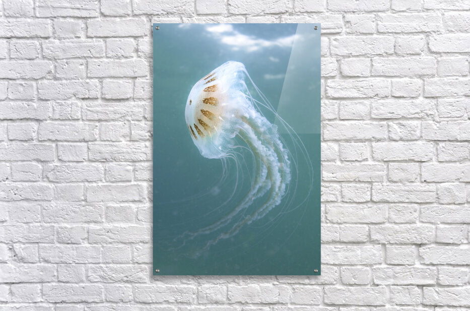 Acrylic Print